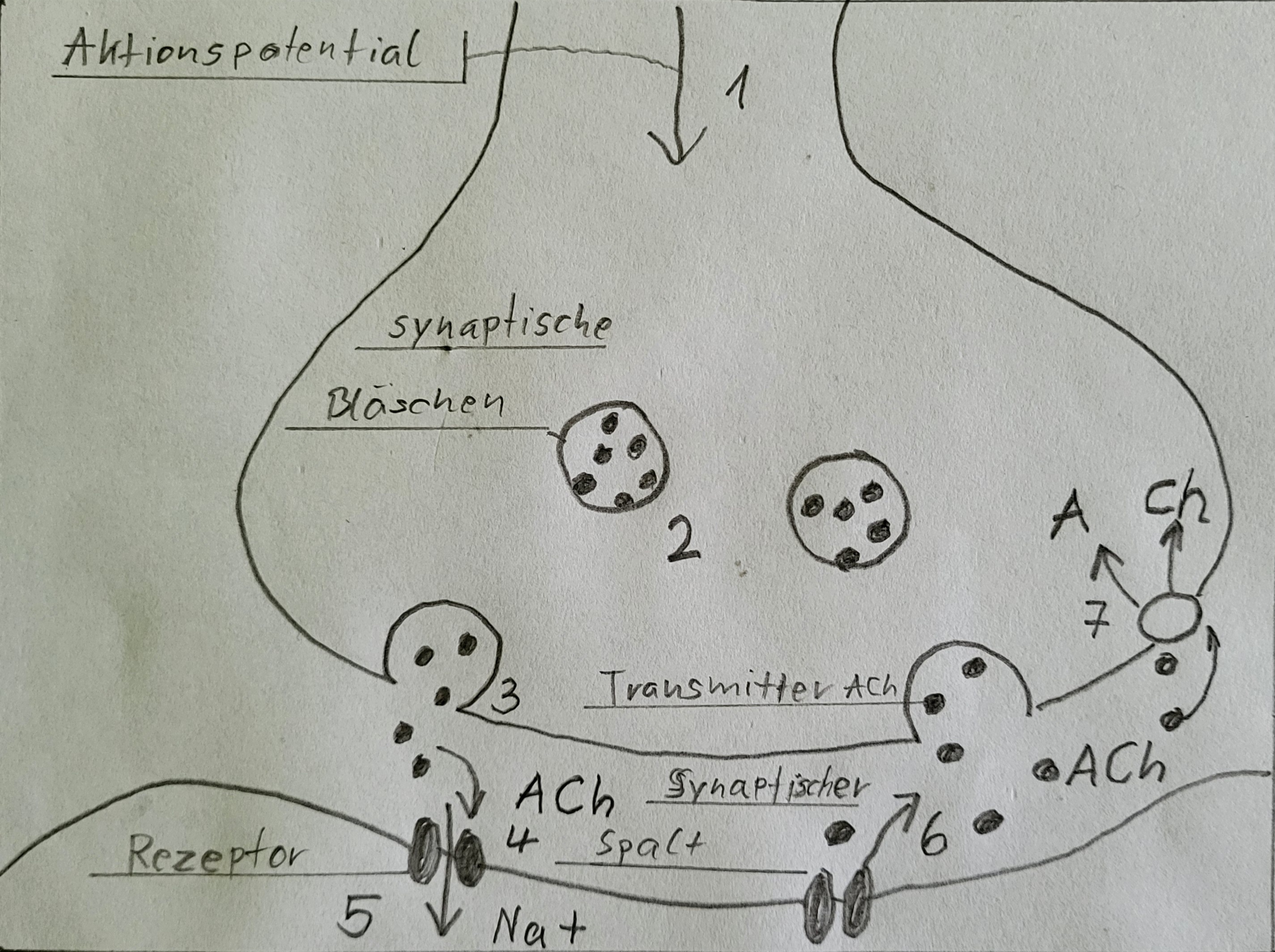 Vorgänge an der Synapse Bild