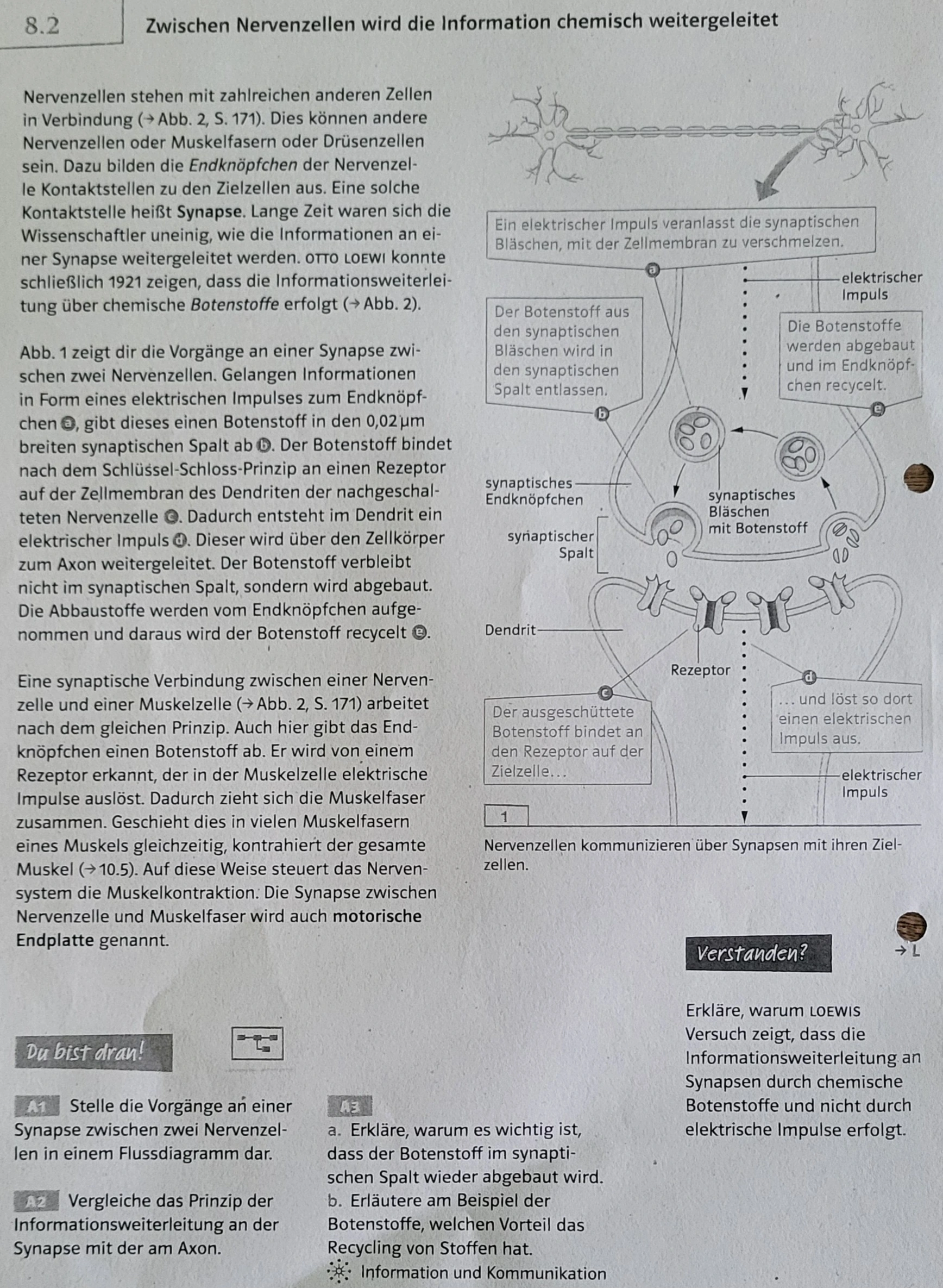 Zwischen Nervenzellen wird die Information chemisch weitergeleitet Bild